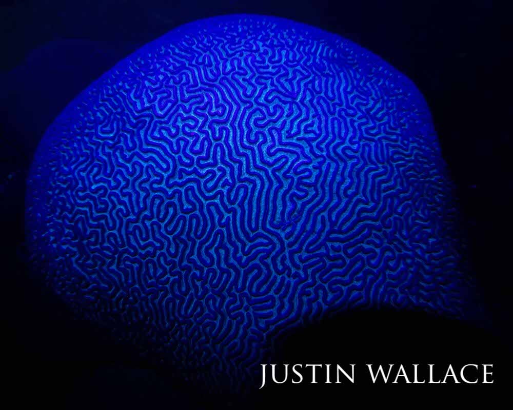 Brain coral flashing a rich cobalt blue under UV lights.