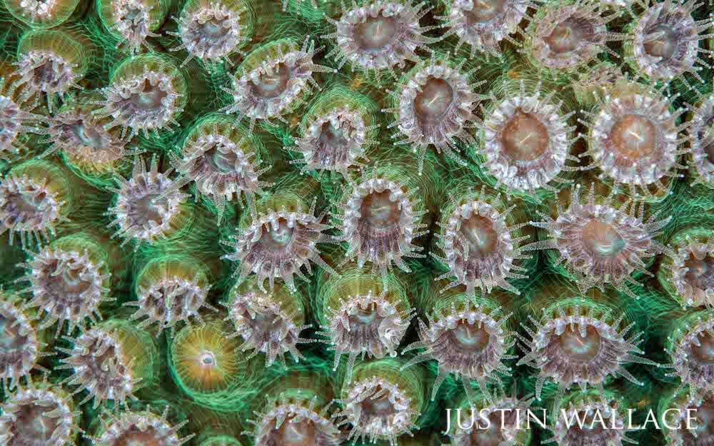 Coral polyp bordered with vivid green outstretching tentacle-like structures.