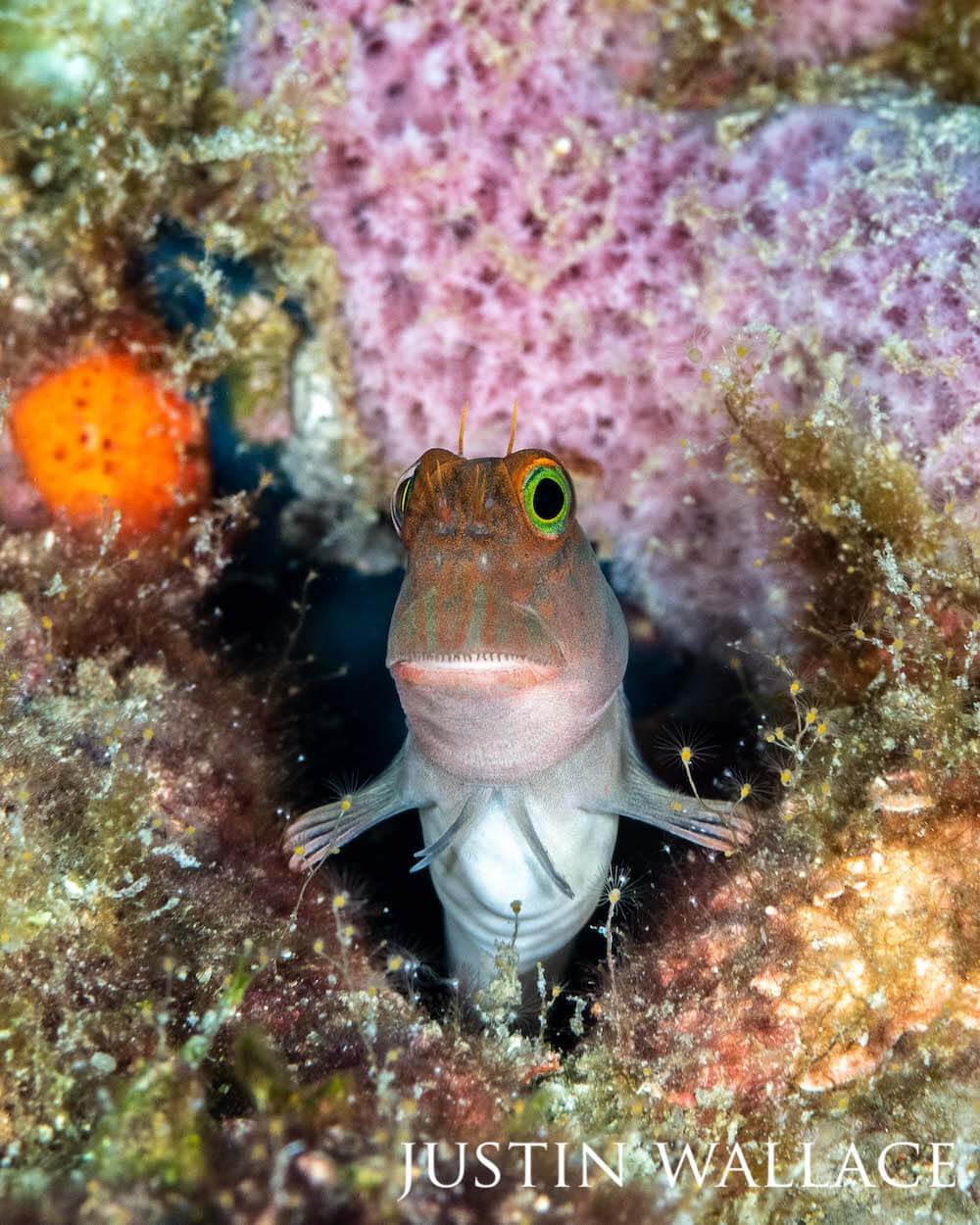 Blenny fish exiting its colorful and textured den.