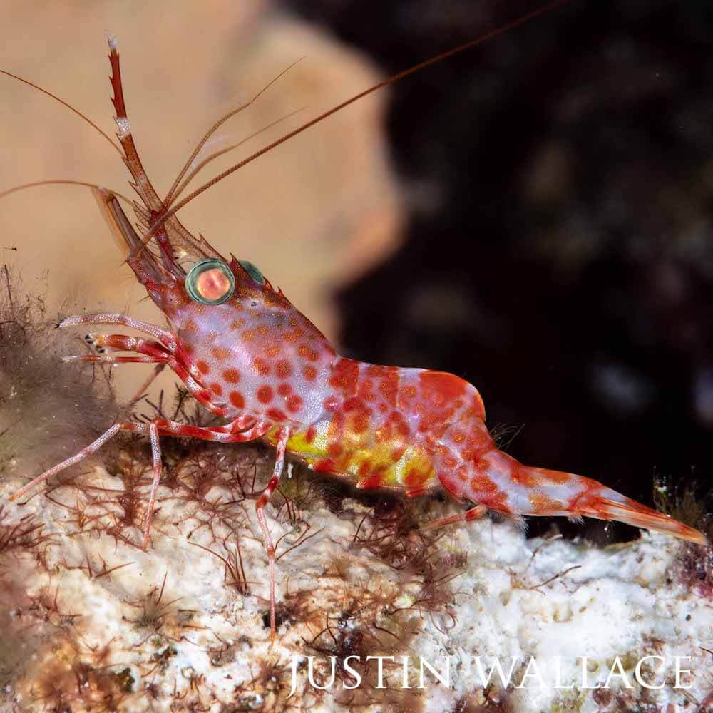 Green-eyed shrimp parading its famous green eyes and spotty colorings.