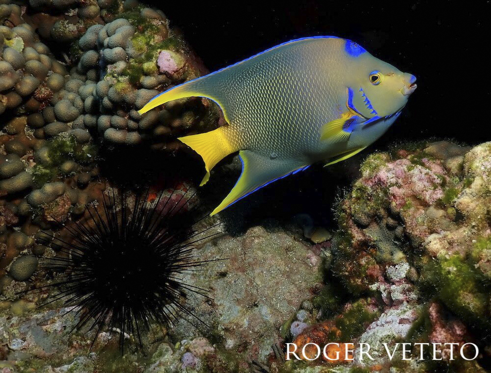 Queen angelfish slowly backing up into a long-spined urchin.