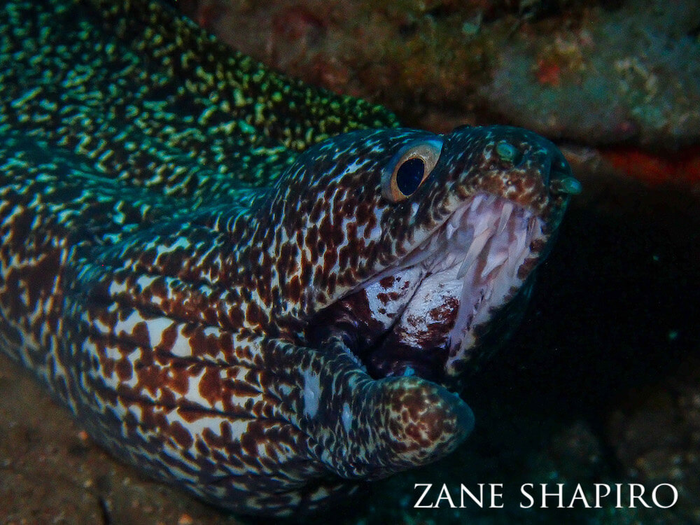 Spotted moray eel flashing its teeth and splotchy throat.