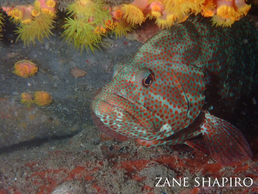 Strawberry grouper peering out of its anemone-decorated den.
