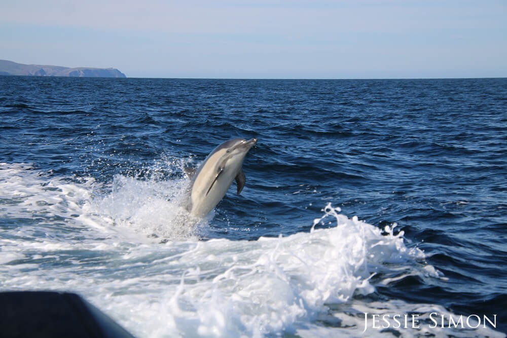 Dolphin jumps out of the water, facing boaters.