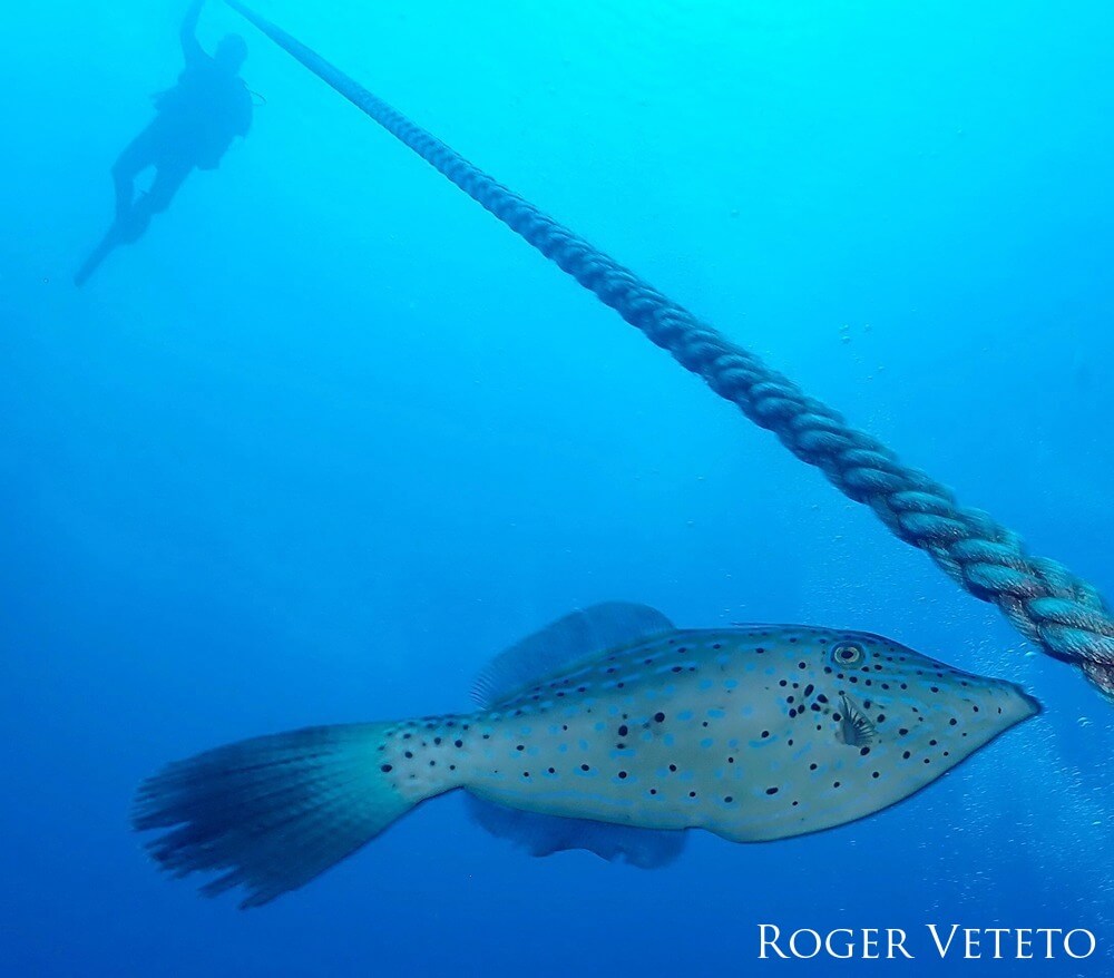 Diver at top of rope dropping into the ocean, a filefish stares up at the bottom.