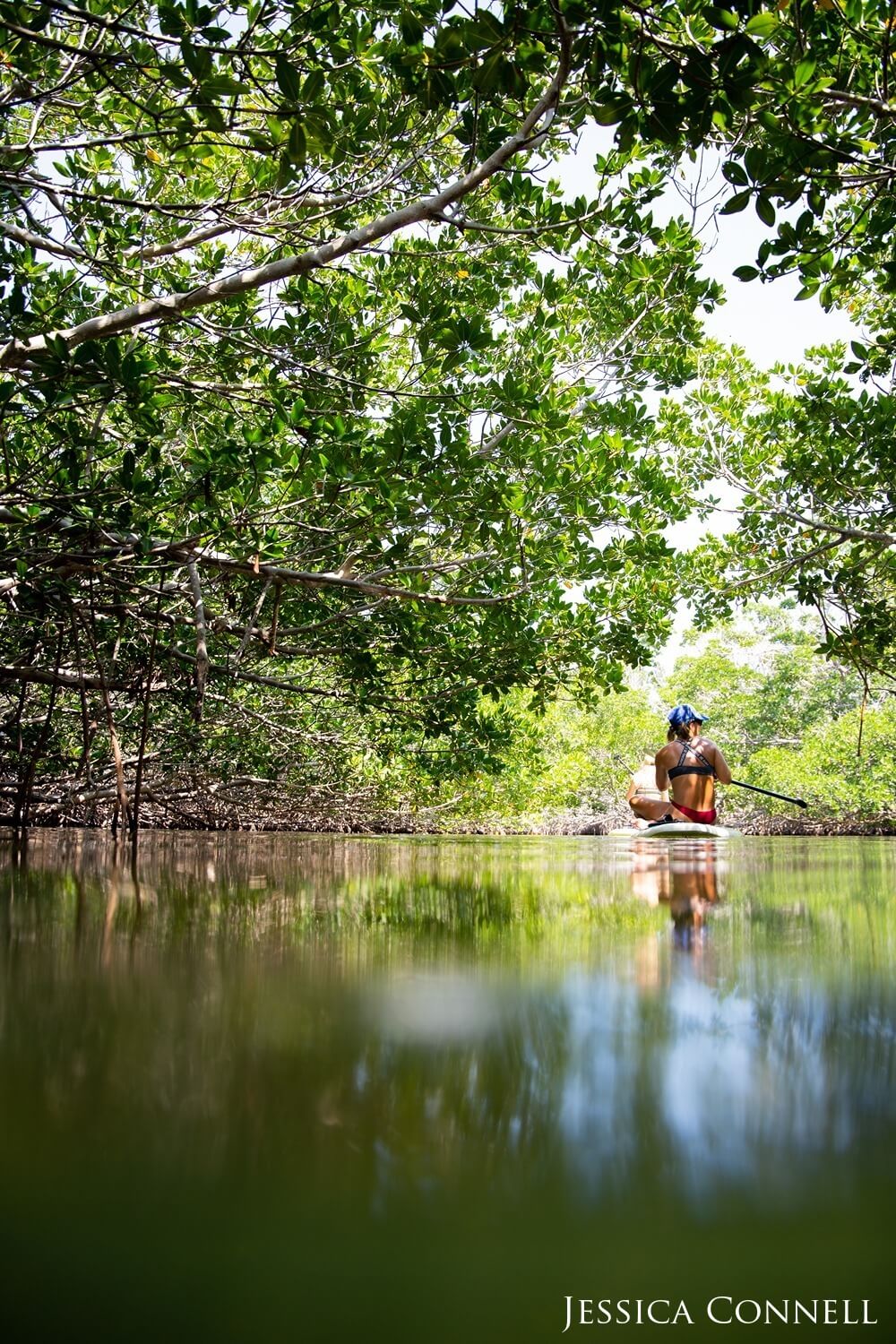 Woman sitting on padde board on the water surrounded by mangroves.