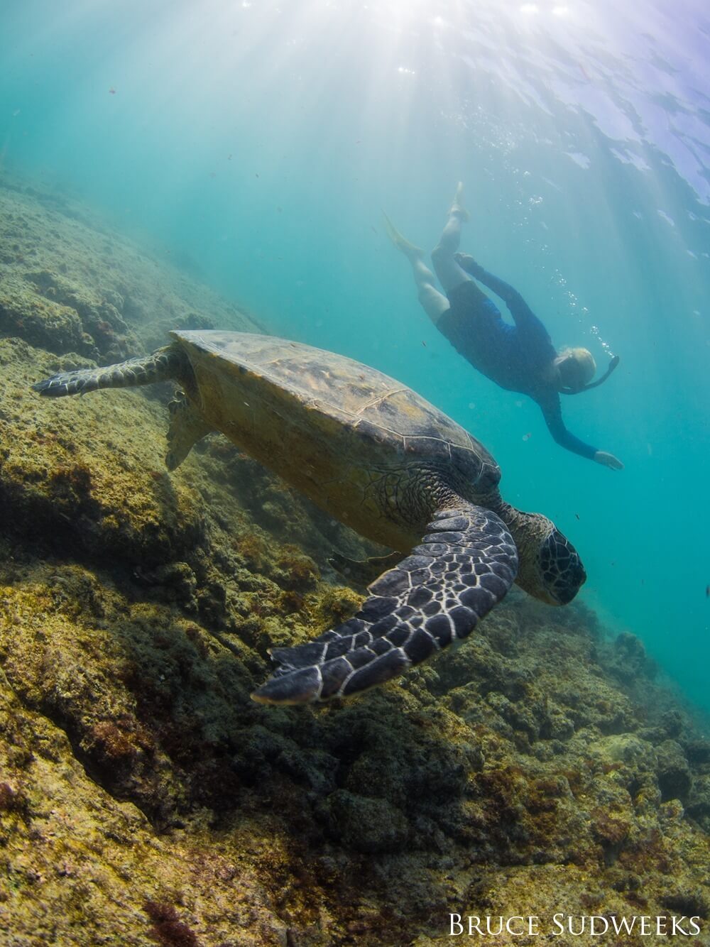 Snorkler swims underwater near sea turtle.