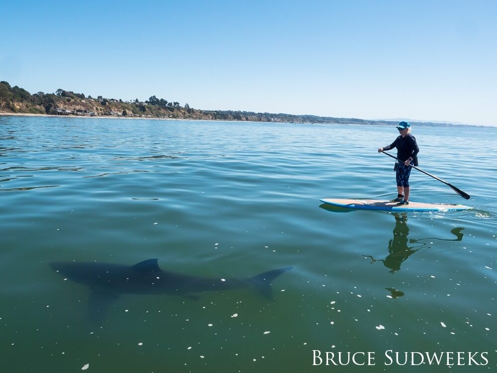 Paddle boarder off shore encounters a white shark.