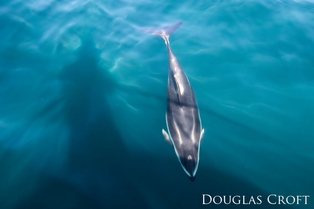 Standing above a Pacific white-sided dolphin in a crystal clear ocean.