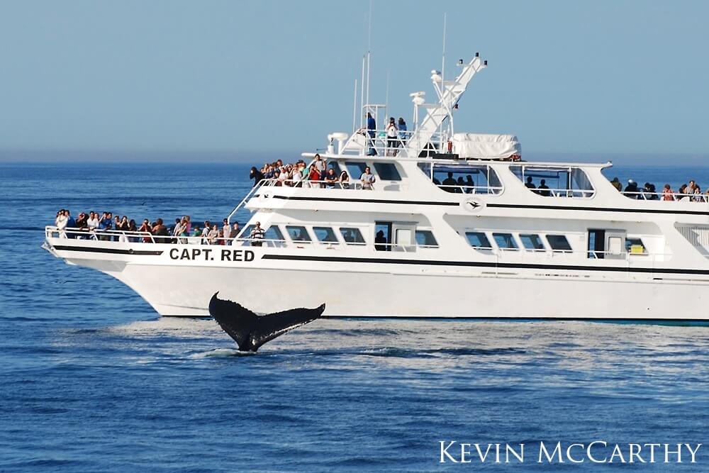 Whale watching boat near a whale fluke.