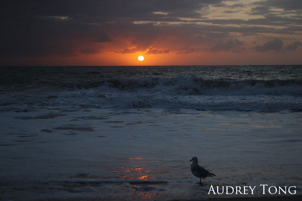Gull standing on the shore as the sun rises in the horizon.