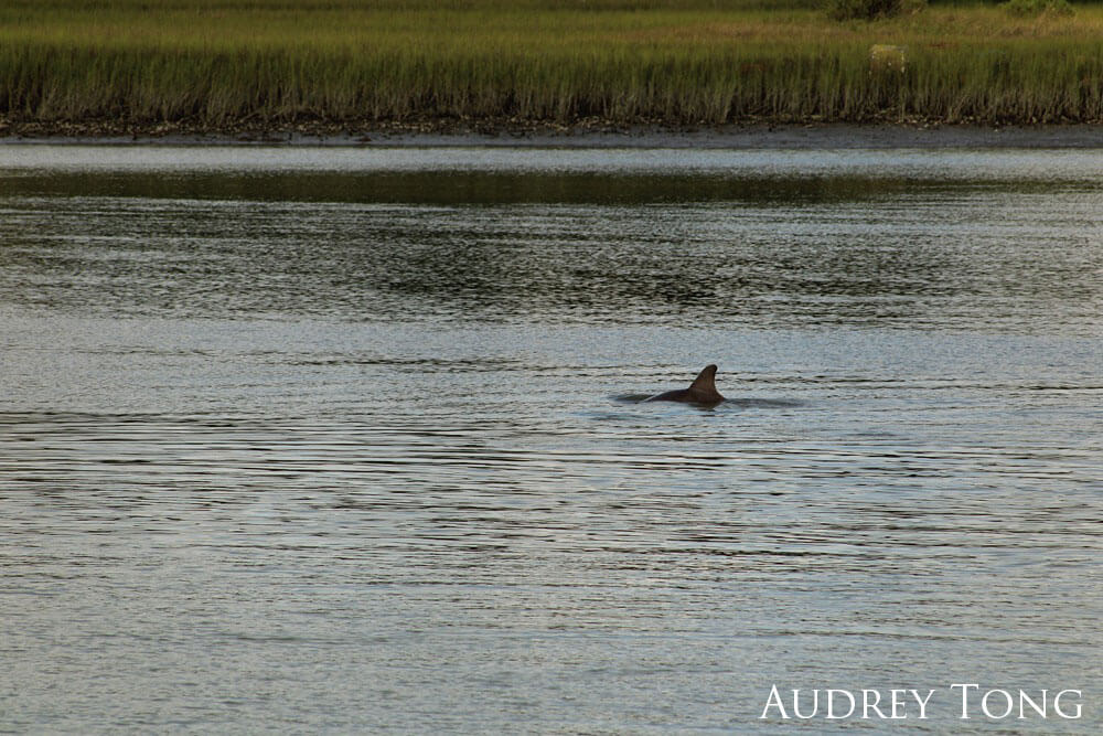 Dolphin dorsal visible in a marsh.