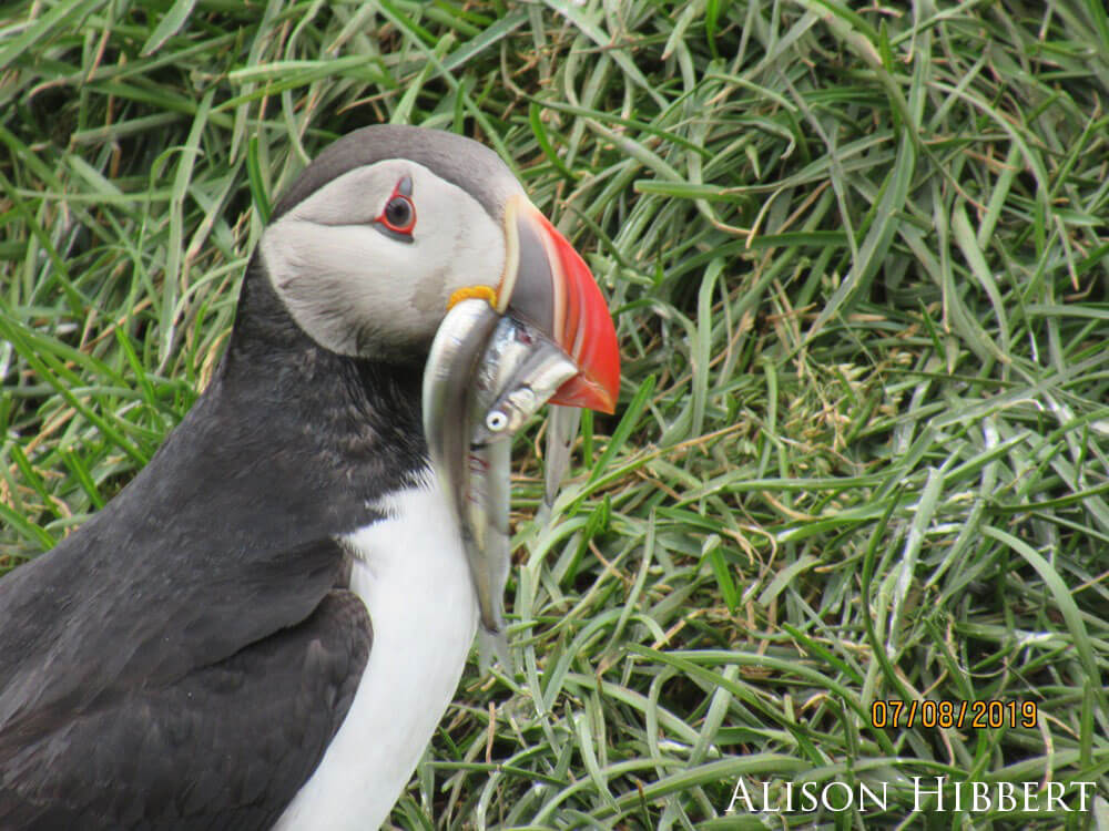 Puffin with fish in its mouth.