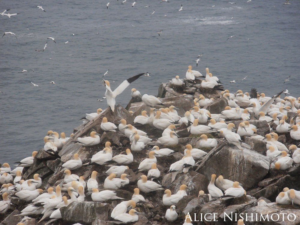 A group of large, white seabirds on rocks next to the water.