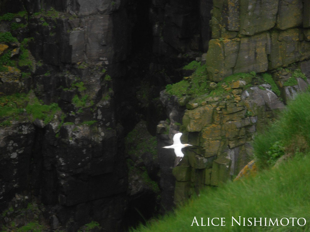 Bird flying over a rocky canyon.