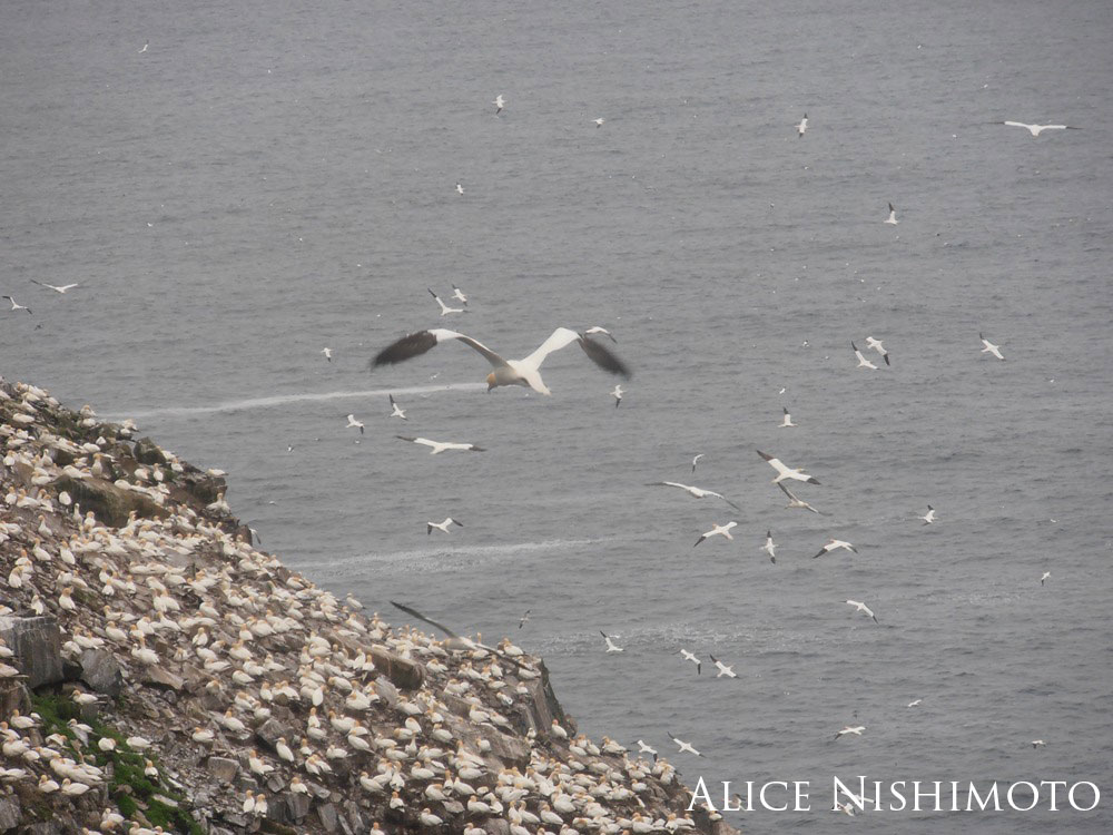 Group of birds flying near the rocky coast on an overcast day.