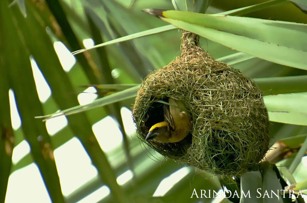 Yellow and brown bird peering out of nest in a tree.