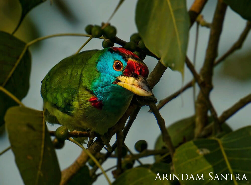 Green, red, and blue bird in a tree.