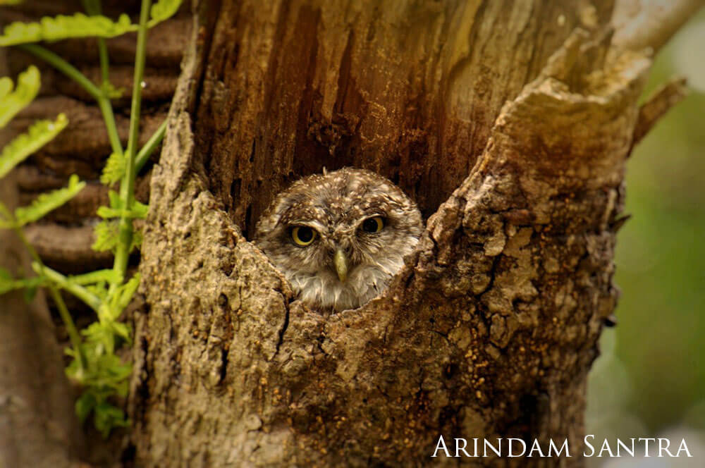 Small, light brown owl peering out of a tree trunk.