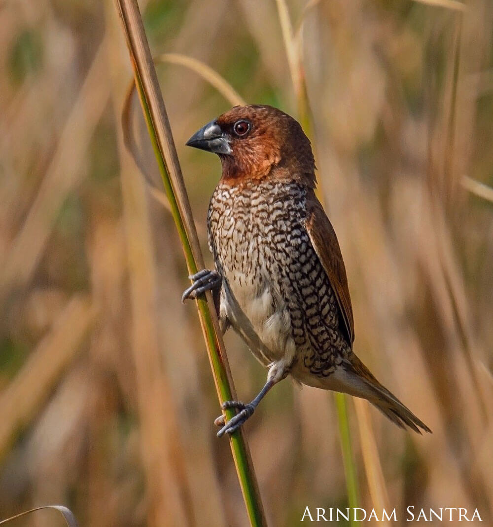 Small brown bird perched to a blade of grass.