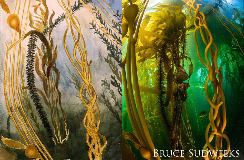 Comparison of watercolor painting and actual photo of a kelp forest.