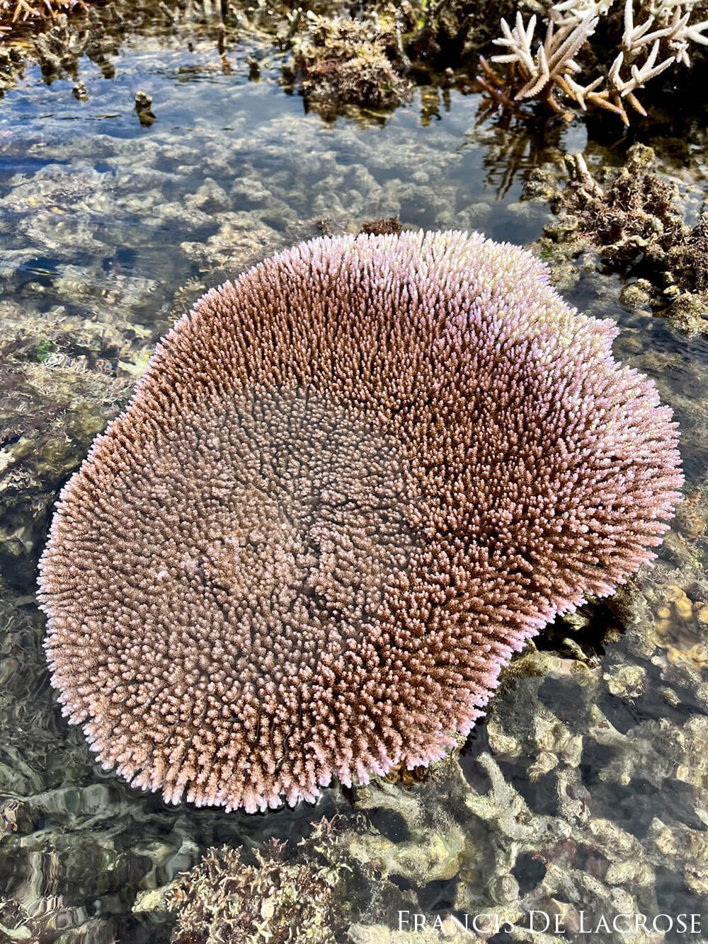 Coral just under sea level.