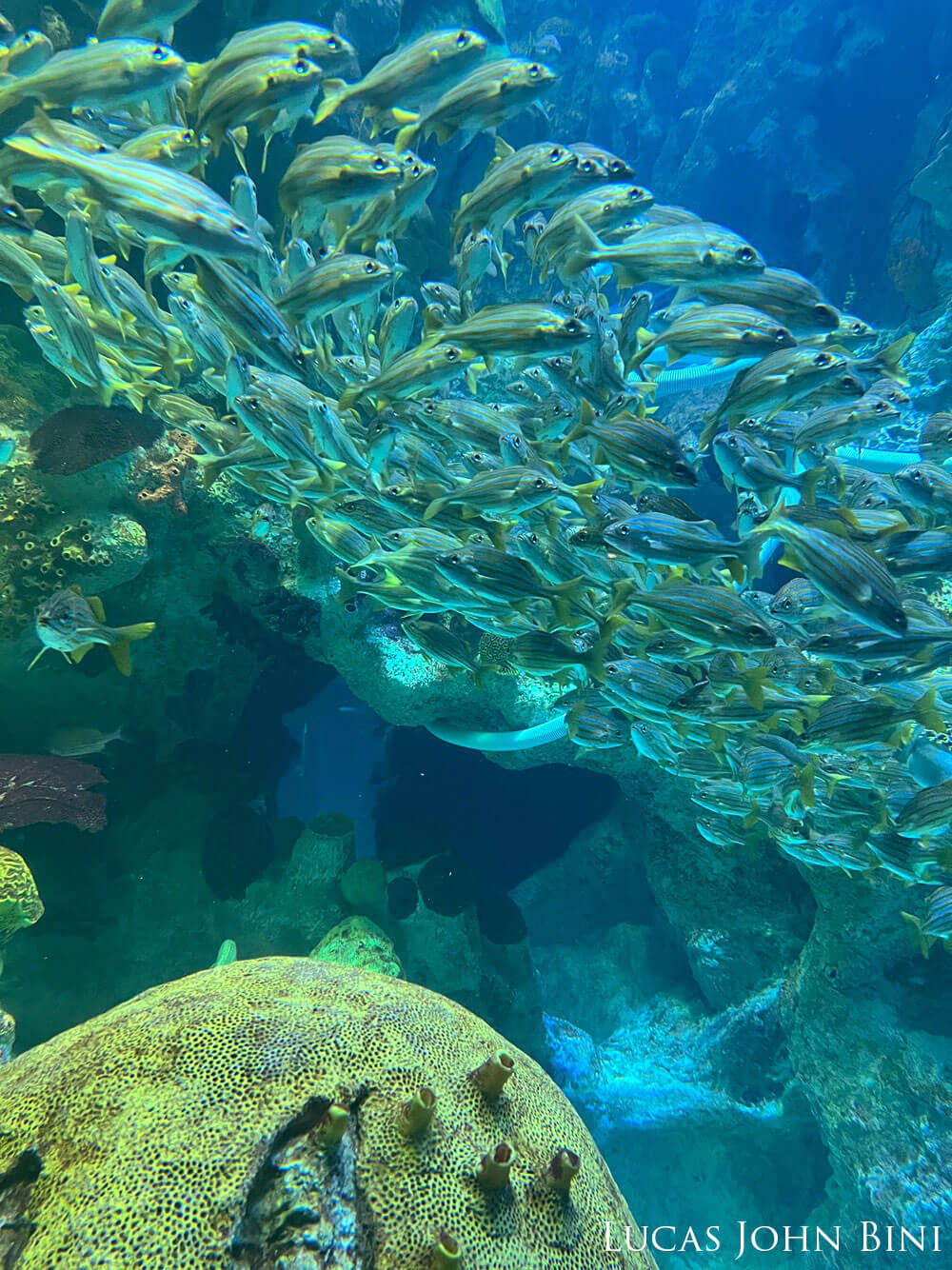School of fish seen through glass at an aquarium.
