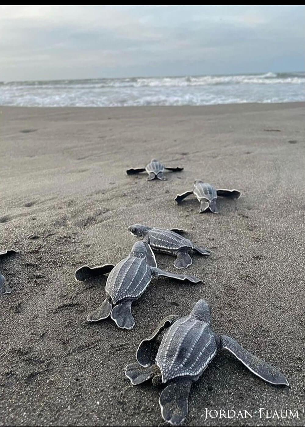 Leatherback turtle hatchlings headed to the ocean.