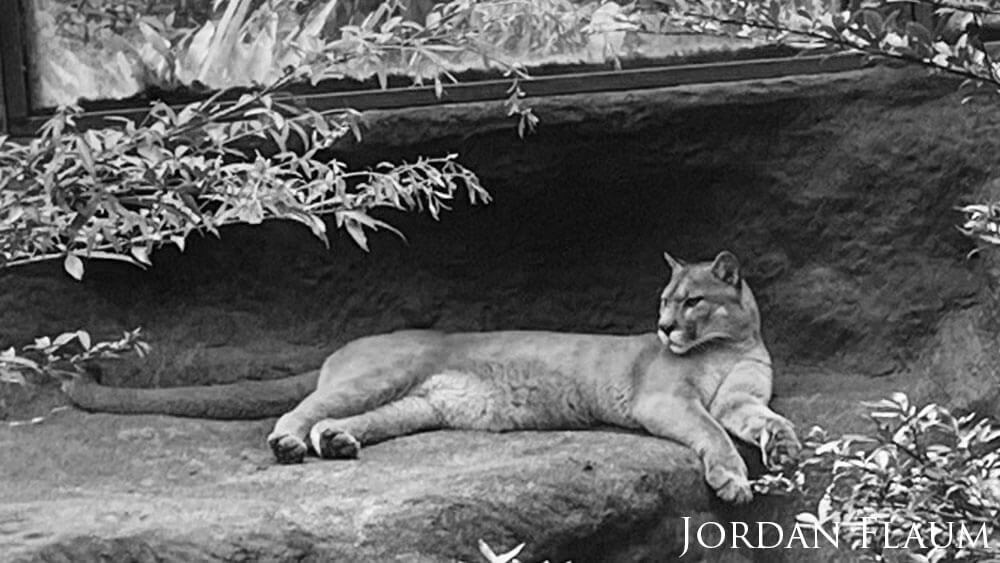 Black and white image of a cougar.