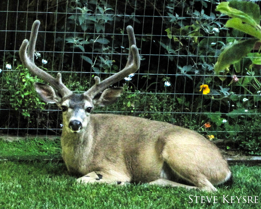 Buck on the ground staring at the camera with fencing behind it.