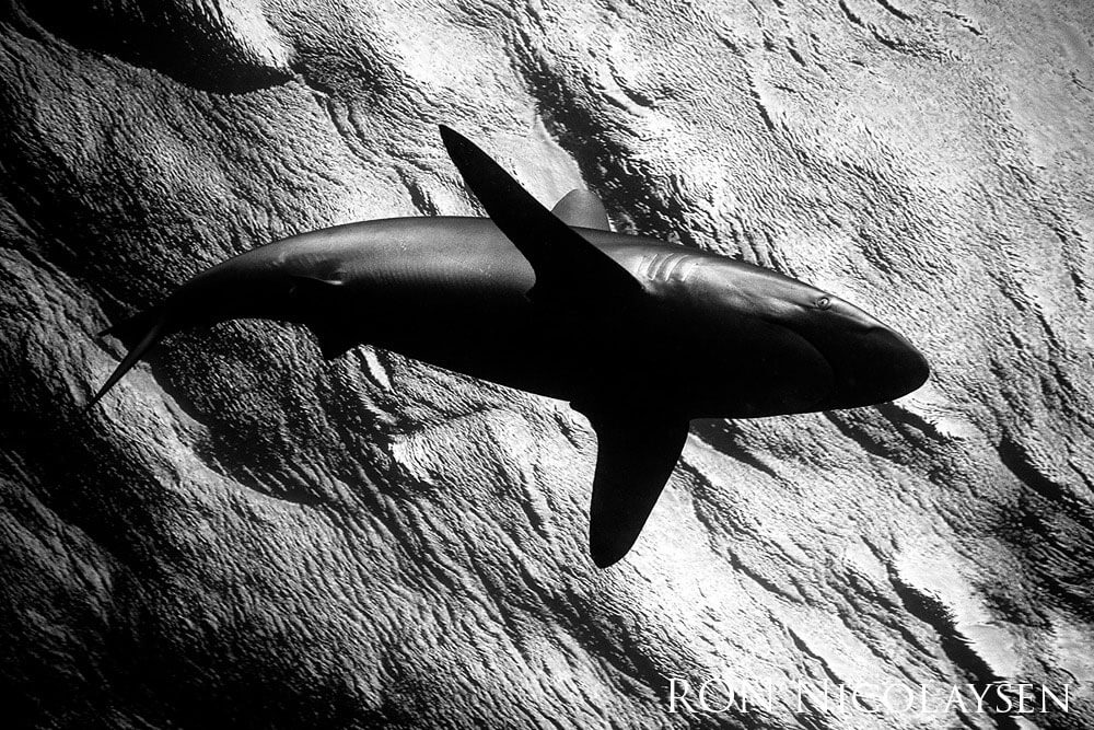 Black and while image of a shark swimming.