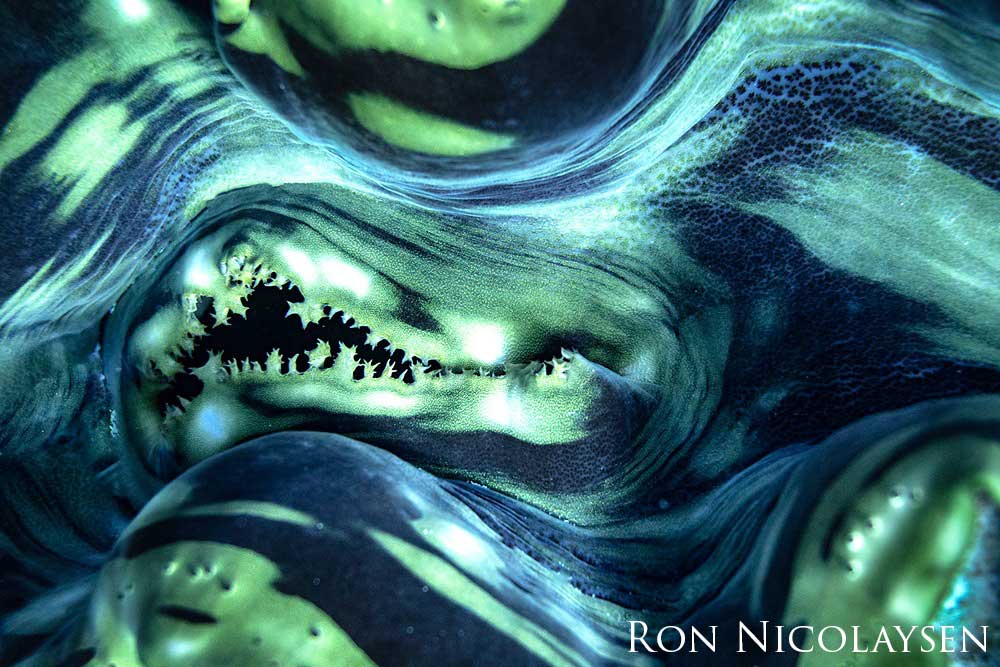 Close up image of a giant clam.