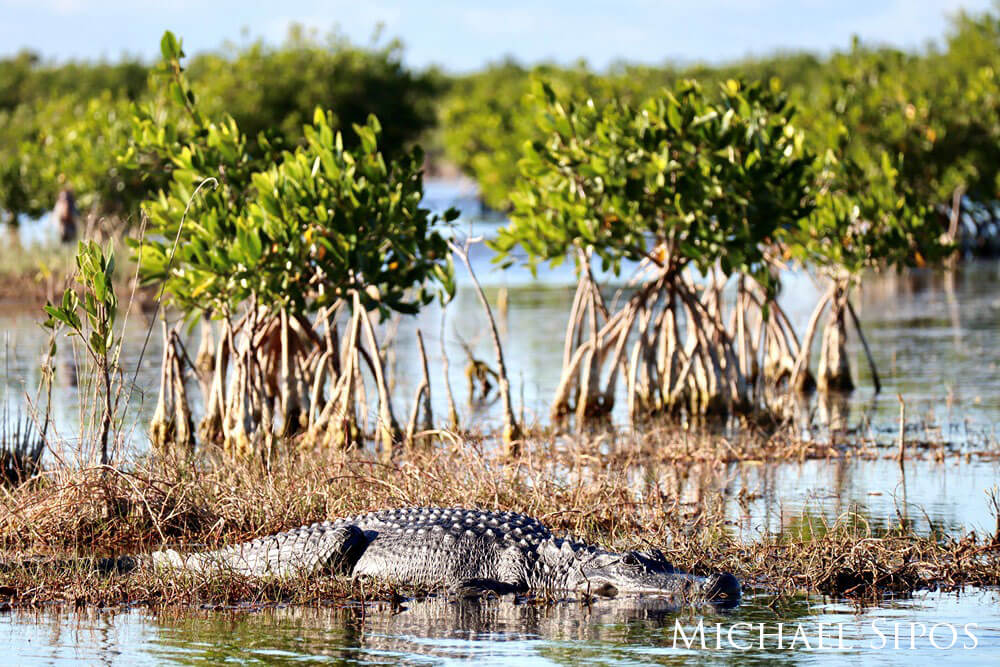 Alligator is visible in the water near red mangroves. 