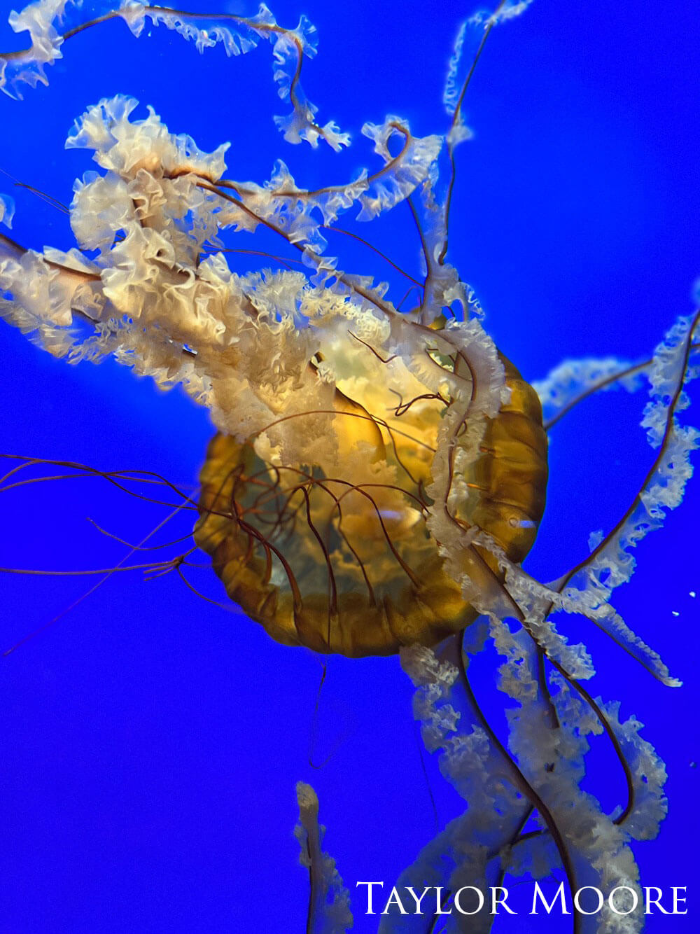 Jellyfish with tenticles in different directions in a dark blue tank.