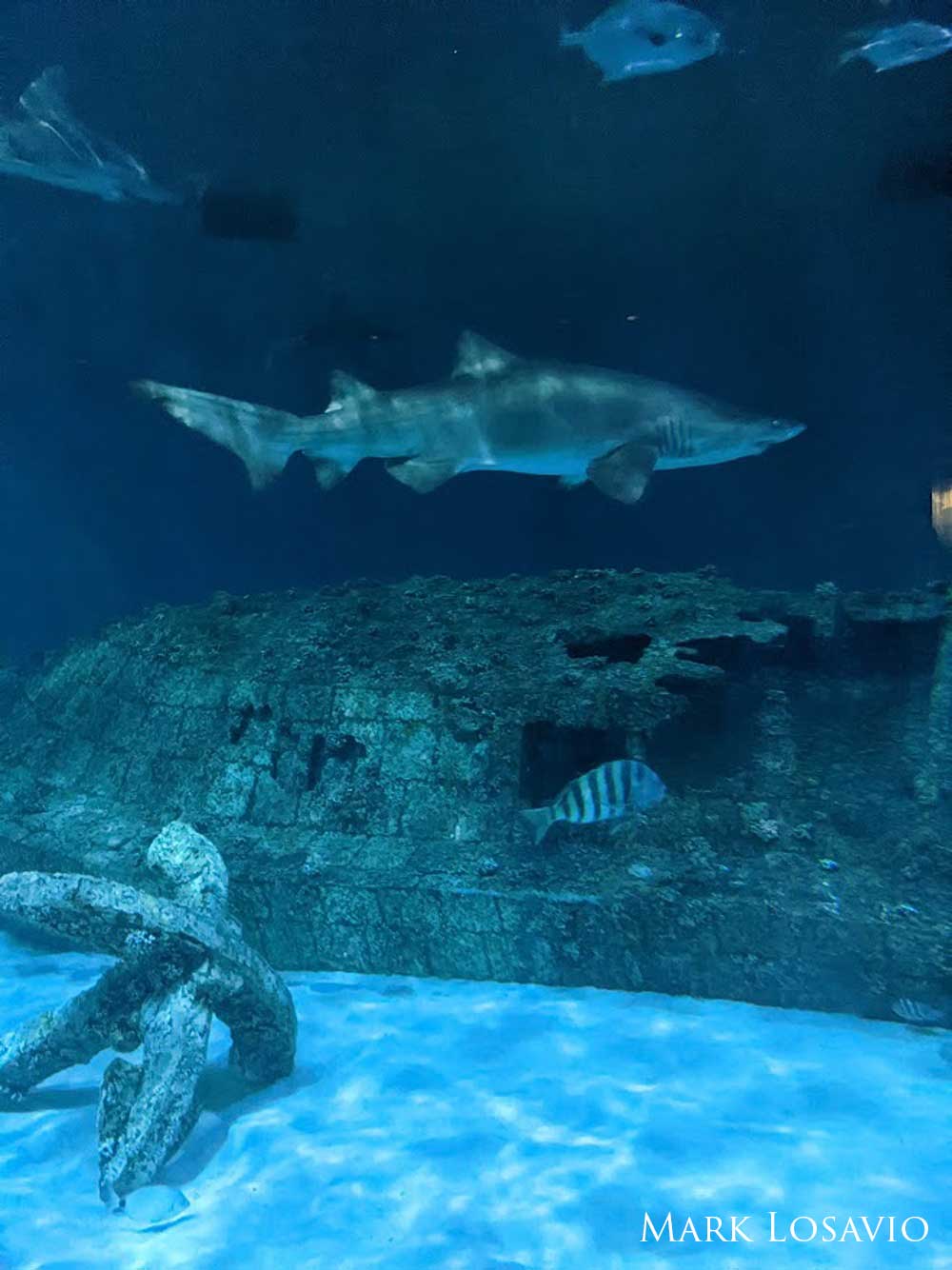 Shark swims over a part of a shipwreck in an aquarium with other fish swimming nearby.
