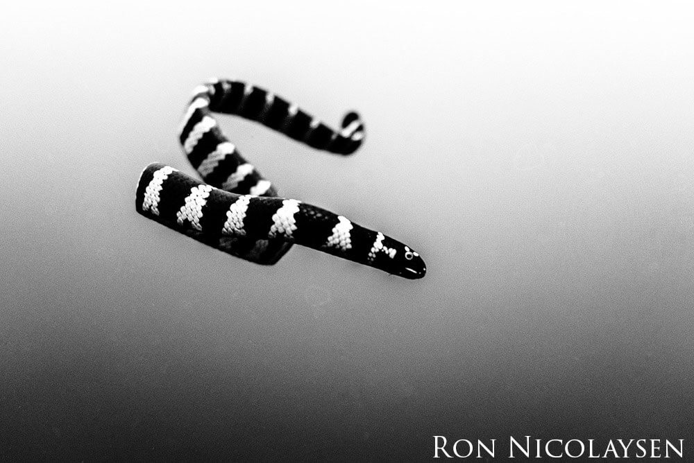 Black and white image of a skinny black and white striped snake.