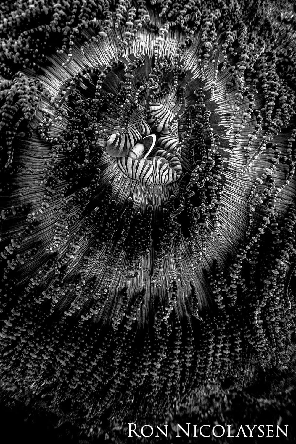 Black and white image of a fish inside an anemone.