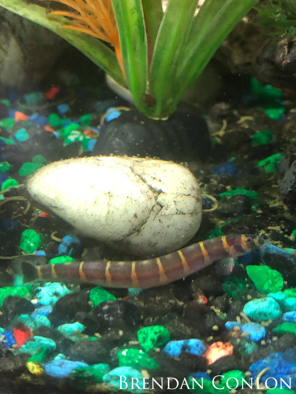 Small eel-like freshwater fish in tank.