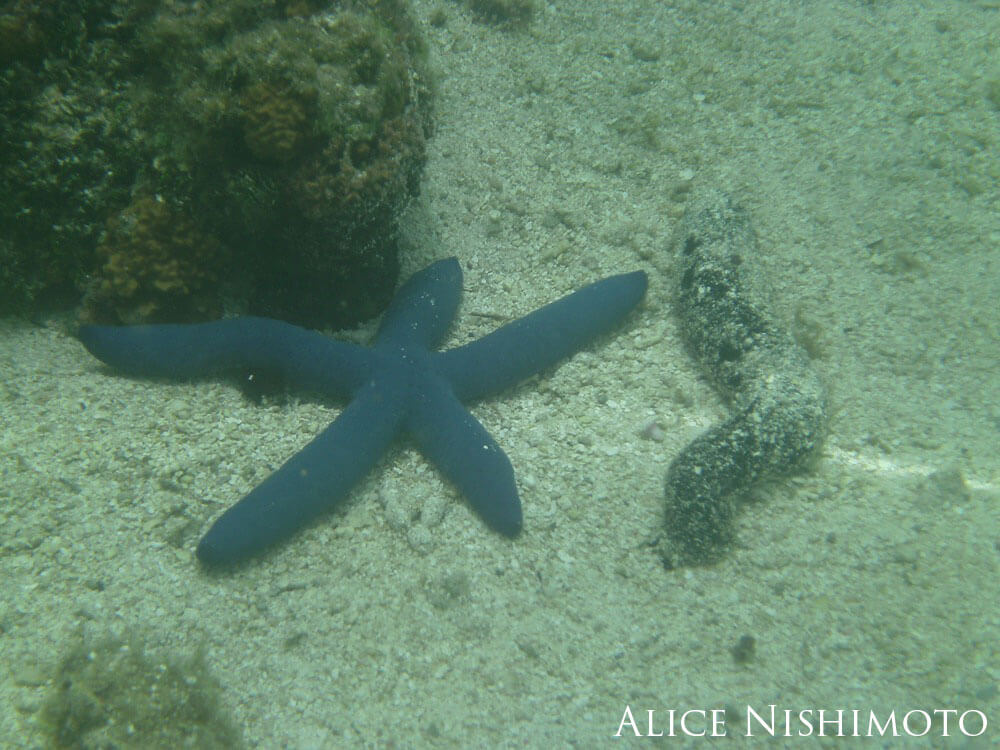 Blue sea star and sea cucumber in the sand underwater.