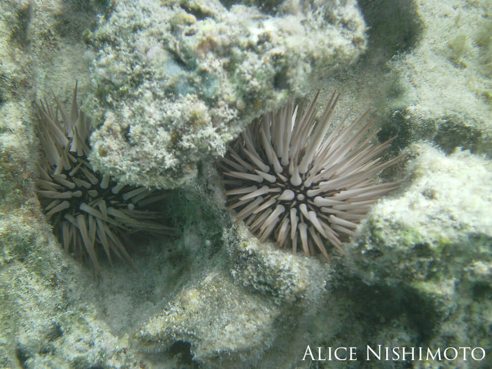 Two urchins underwater.