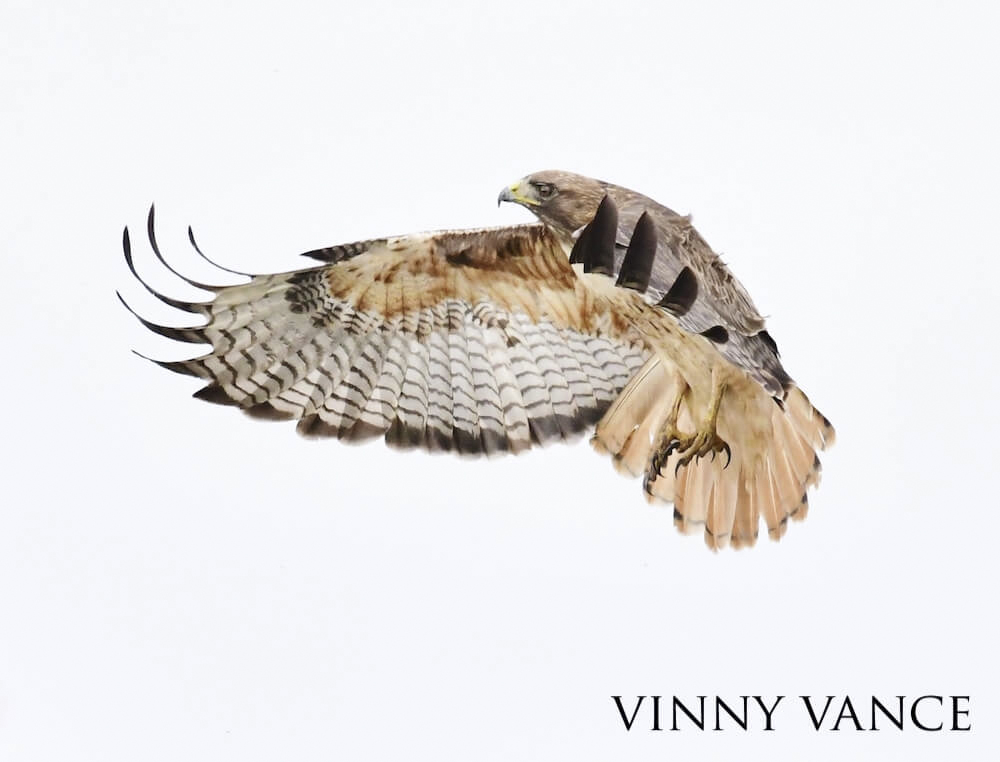 Red-tailed hawk flapping its wings against a bright white background.