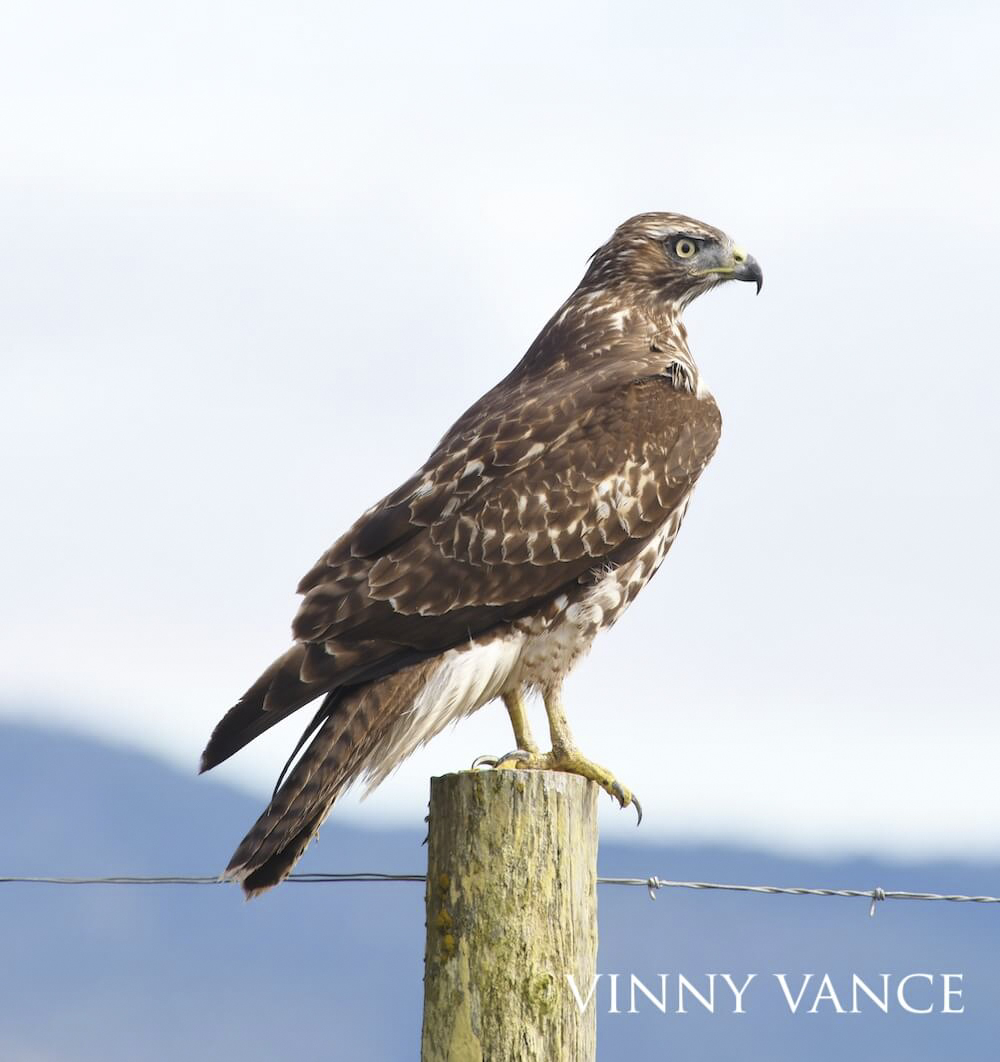 Red-tailed hawk perched atop a barbed fence post, taking in the early morning light