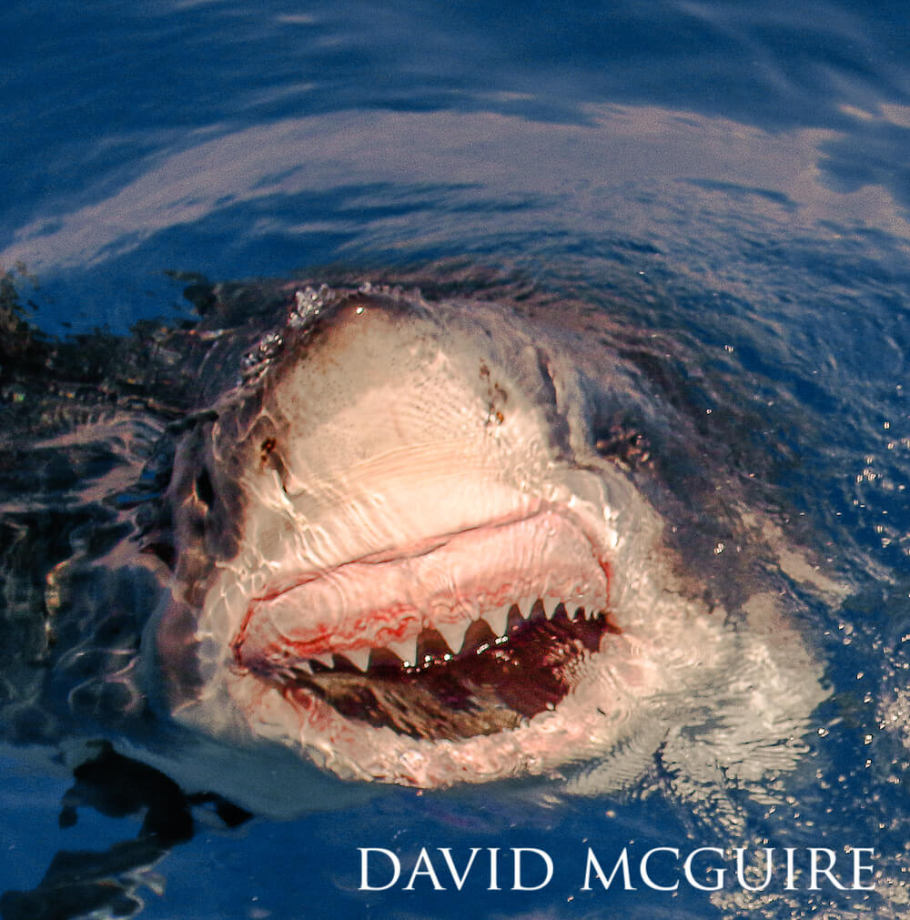 Great white shark flashing a sharp-toothed smile.