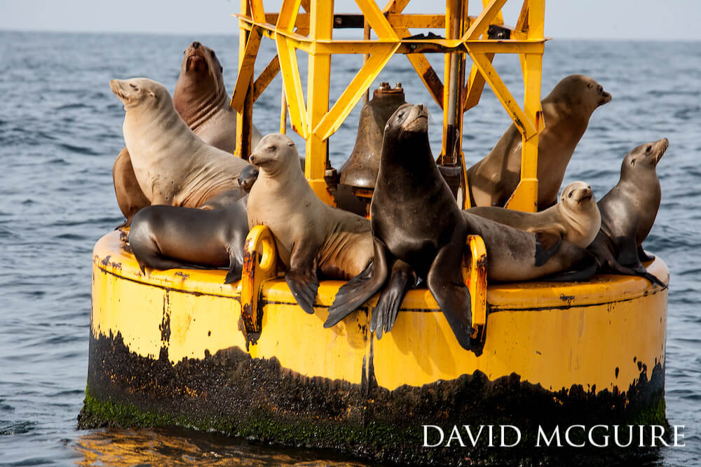 California sea lions balancing on a yellow lighthouse rimmed with barnacles.