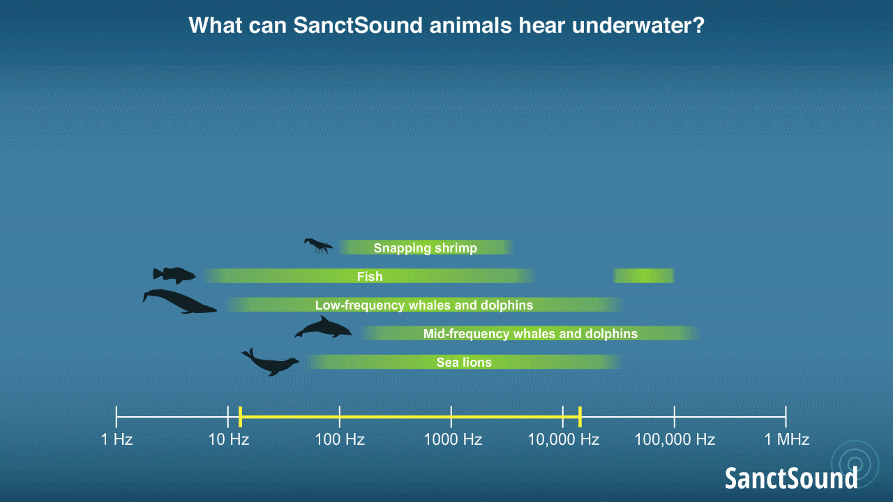 an animation showing the overlap of different sounds recorded from different sound sources underwater