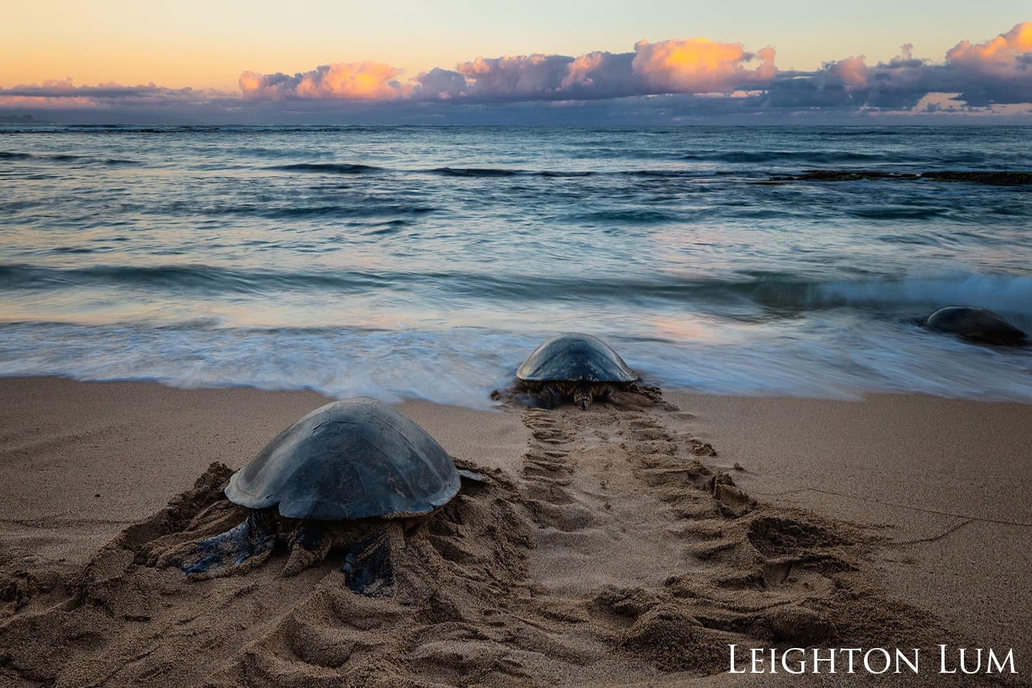 sea turtles make their way from the beach into the ocean