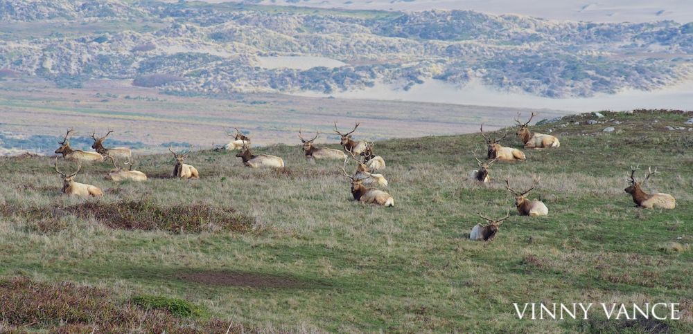 A herd of bucks and elk resting on a grassy hillside.