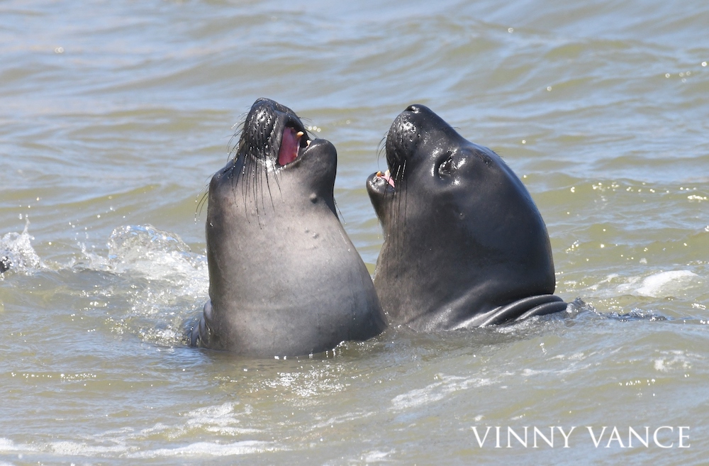 A pair of elephant seals enjoying each other's company, mouths open into an excited smile.