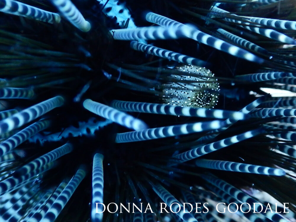 Close-up view of a banded urchin, a vast array of striped whites and blacks against a dark background.