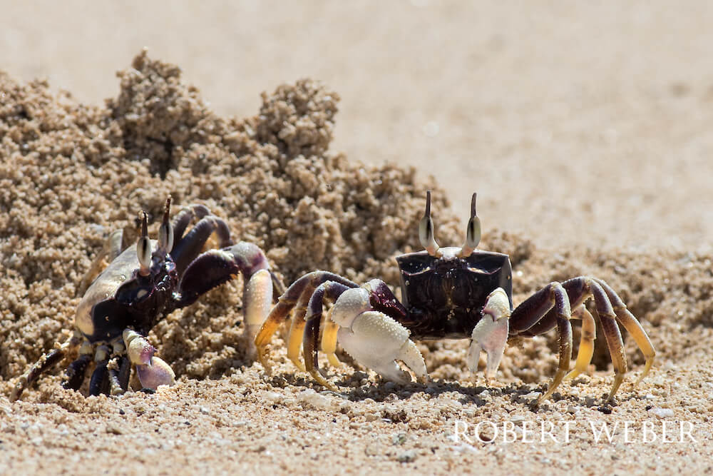 Two horn-eyed ghost crabs standing at a sand burrow with a sand hill looming just behind them.